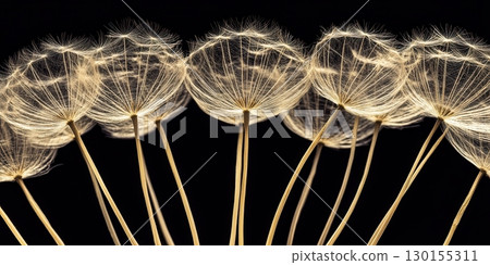 Elegant Dandelion Seed Heads Close Up Nature Photography Art Gold Soft Fine Weed Blow Wish Hope 130155311