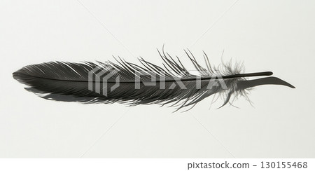 Single Elegant Black Feather Soft Shadow Minimalist Nature Photography up art bird dark fine wing 130155468