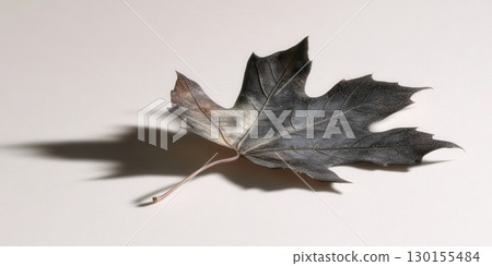 Single Dried Maple Leaf Autumn Nature Photography Still Life Art Fall Gray Vein Brown Black White 130155484