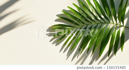 Elegant Tropical Palm Leaf Shadow Minimalist Summer Design Background Green Plant Beige Cream Fresh 130155485