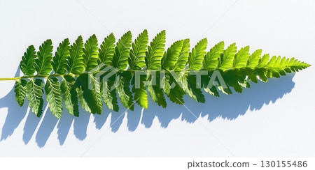 Vibrant Green Fern Leaf Branch Nature Photography Summer Wild Plant Flora Image Fresh White Peace Vibrant Green Fern Leaf Branch Nature Photography Summer Wild Plant Flora Image Fresh White Peace 130155486
