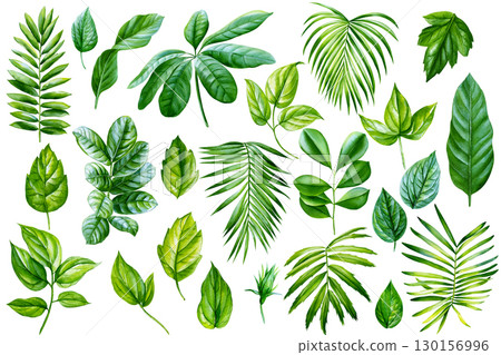 Watercolor Tropical plants set, palm leaf on isolated white background, exotic flora illustration. Jungle design Watercolor Tropical plants set, palm leaf on isolated white background, exotic flora illustration. Jungle design 130156996