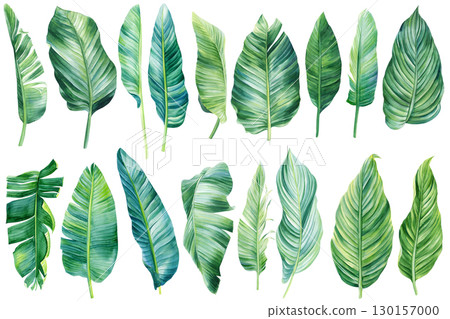 Watercolor Palm leaves, summer set on isolated white background, watercolor botanical painting. Banana leaf illustration 130157000