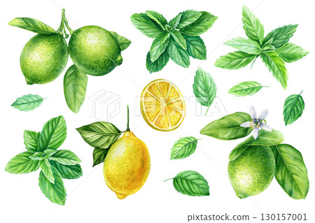Set of mint, lemon and lime leaves isolated on white background. Watercolor hand drawn illustration for design Set of mint, lemon and lime leaves isolated on white background. Watercolor hand drawn illustration for design 130157001