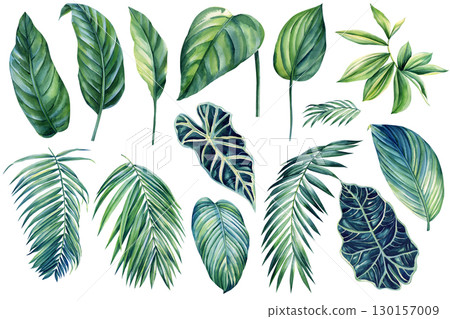 Watercolor illustrations tropical palm leaves, isolated on white background. Jungle Green leaf 130157009