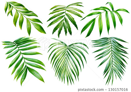 Green palm leaves on isolated white background botanical illustration, tropical flora hand drawing. Set watercolor plant Green palm leaves on isolated white background botanical illustration, tropical flora hand drawing. Set watercolor plant 130157016