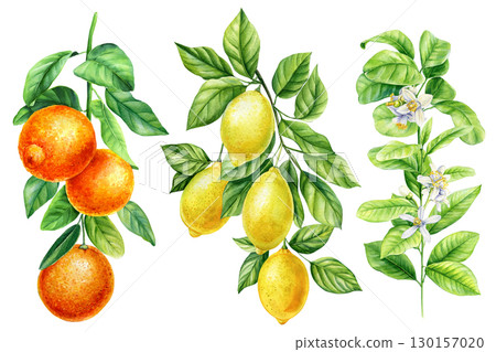 Branch with green leaves, flowers, fruits on white background, watercolor botanical painting, citrus fruit orange, lemon 130157020
