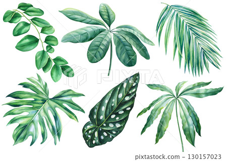Group exotic leaves. Green palm leaves, isolated background, botanical illustration, watercolor nature tropical forest Group exotic leaves. Green palm leaves, isolated background, botanical illustration, watercolor nature tropical forest 130157023