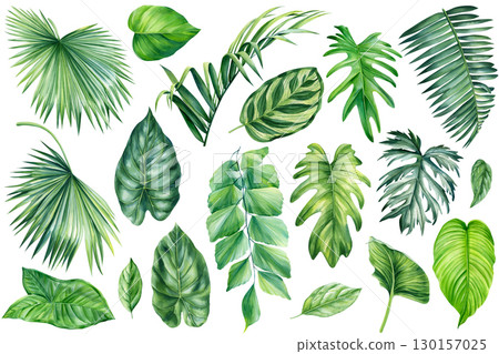 Palm leaves, summer set, watercolor green flora painting for wedding card, congratulation, wallpaper, fashion, texture Palm leaves, summer set, watercolor green flora painting for wedding card, congratulation, wallpaper, fashion, texture 130157025