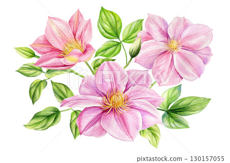 Clematis flower isolated white background. bouquet pink flowers, watercolor flora botanical illustrations Clematis flower isolated white background. bouquet pink flowers, watercolor flora botanical illustrations 130157055