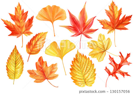 collection of autumn watercolor leaves isolated on white background. Maple Leaf. red and yellow foliage 130157056