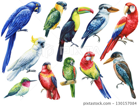 Tropical bird. macaw parrot and cockatoo, kookaburra, toucan and hummingbird, isolated background. Watercolor hand drawn Tropical bird. macaw parrot and cockatoo, kookaburra, toucan and hummingbird, isolated background. Watercolor hand drawn 130157084