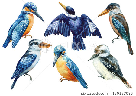 Set of birds, kookaburra and kingfisher on a white isolated background, watercolor hand drawn painting. Australian bird 130157086