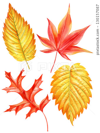collection of autumn watercolor leaves isolated on white background. Maple Leaf. red and yellow foliage collection of autumn watercolor leaves isolated on white background. Maple Leaf. red and yellow foliage 130157087