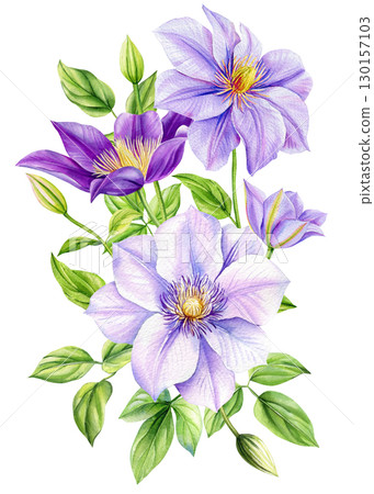 Clematis. watercolor floral illustrations for invitation, card, design. Violet Flower and leaf on white background Clematis. watercolor floral illustrations for invitation, card, design. Violet Flower and leaf on white background 130157103