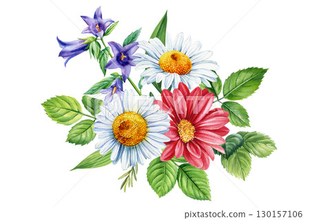 Flower chamomile, bluebell isolated white background. Hand drawn watercolor floral illustration for design 130157106