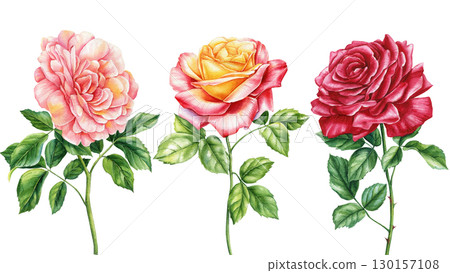 Roses flowers and leaves on an white background, Set flowers, botanical illustration, watercolor clipart, Rose branch  130157108