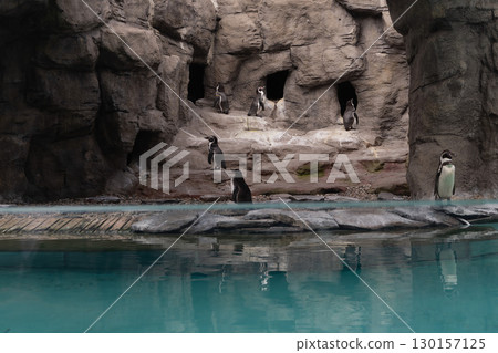 Penguins in a Zoo Enclosure 130157125