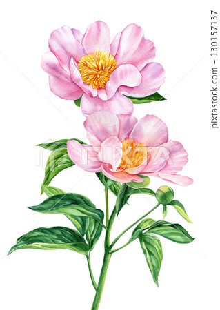 Peonies flowers on white background, watercolor illustration, flower clipart, bouquet of pink peonies 130157137