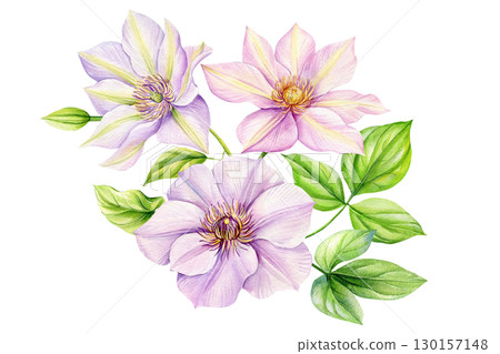 Clematis flower isolated white background. bouquet flowers watercolor floral illustrations for invitation card, design 130157148