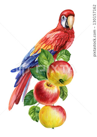 Tropical bird on a branch with apples white background. Watercolor hand drawn illustration. Red macaw and fruit Tropical bird on a branch with apples white background. Watercolor hand drawn illustration. Red macaw and fruit 130157162