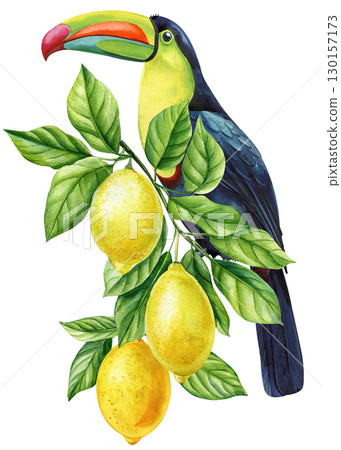 Tropical birds on a branch with fruits on white background. Watercolor hand drawn illustration. Toucan and lemon 130157173