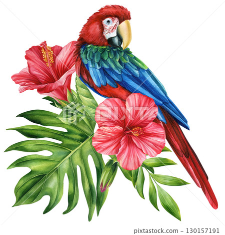 Beautiful tropical bird. Macaw red parrot, flowers and leaf in isolated background. Watercolor illustration hand drawing Beautiful tropical bird. Macaw red parrot, flowers and leaf in isolated background. Watercolor illustration hand drawing 130157191