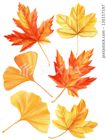 Leaf, watercolor collection of beautiful colorful autumn leaves isolated on white background 130157197