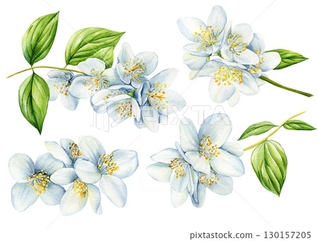 White flower, jasmine flowers isolated on white background. watercolor floral illustrations for invitation, card, design 130157205