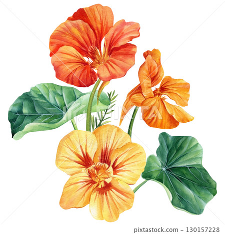 Nasturtium flowers isolated on white background. Hand-drawn in watercolor, a bouquet of orange flowers 130157228