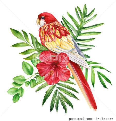 Beautiful tropical bird. Rosella parrot, flowers and leaf in isolated background. Watercolor illustration hand drawing 130157236