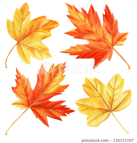 Set of autumn watercolor leaves isolated on white background. watercolor maple leaf, red and yellow foliage 130157267