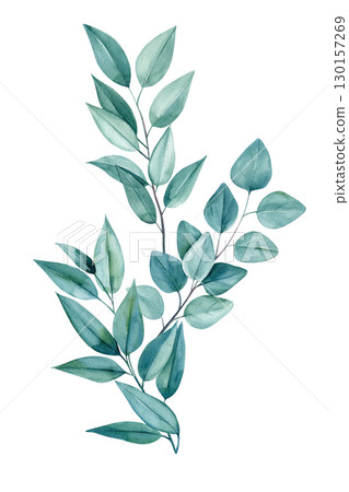 Eucalyptus. Bouquet of leaves watercolor illustrations for invitation, card, design. Green leaf on a white background 130157269