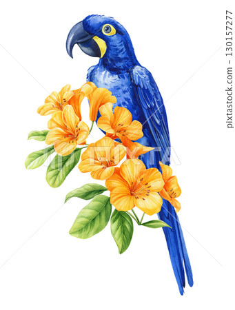Tropical bird on a branch yellow flower on white background. Watercolor hand drawn illustration. Blue macaw and flower 130157277