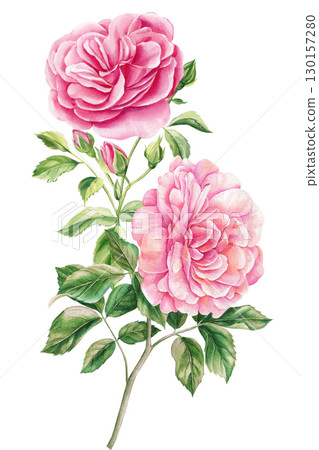 Pink rose flower isolated white background. Hand drawn bouquet of flower, watercolor floral illustration for design 130157280
