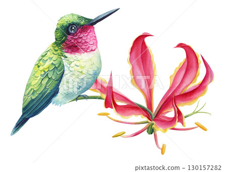 Tropical bird, hummingbird sits on a pink lily flower, white isolated background, watercolor hand drawn 130157282
