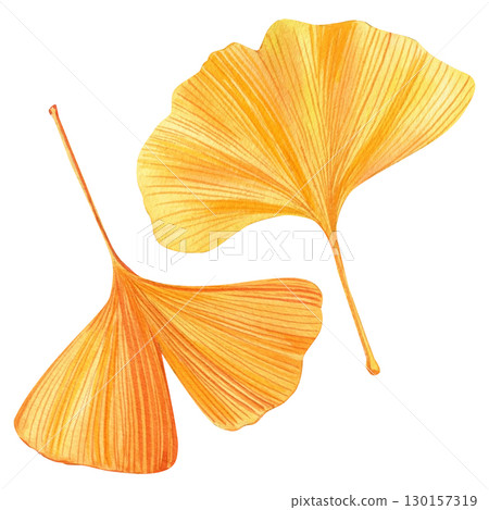 autumn leaves garden, ginkgo biloba leaf watercolor isolated on white background. autumn leaves garden, ginkgo biloba leaf watercolor isolated on white background. 130157319
