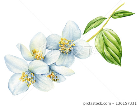 White flower, jasmine flowers isolated on white background. watercolor floral illustrations for invitation, card, design White flower, jasmine flowers isolated on white background. watercolor floral illustrations for invitation, card, design 130157331