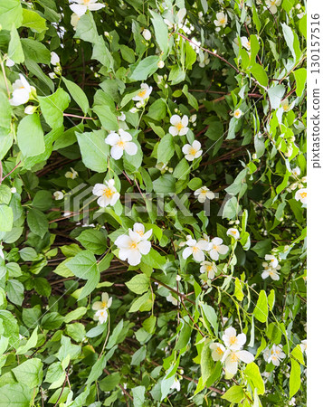 White philadelphus coronarius flowers with green leaves. English dogwood. 130157516