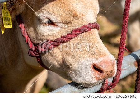 Close up of cute cow with red rope Close up of cute cow with red rope 130157692