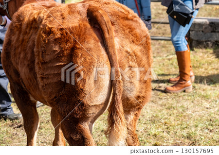 Brown cow back in a field in County Donegal, Ireland 130157695