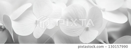 Soft white hydrangea petals creating a delicate floral arrangement in a serene setting 130157990