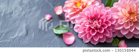 Beautiful pink dahlia flowers with petals and leaves arranged on a textured gray surface 130158044