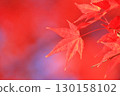 秋葉 13 火紅的秋葉 130158102