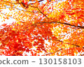 秋葉 12 火紅的秋葉 130158103