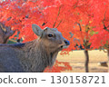 鹿的風景 14 奈良公園的紅葉 130158721