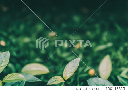 Lush green leaves with soft sunlight filtering through the foliage in a garden during early morning hours 130158825