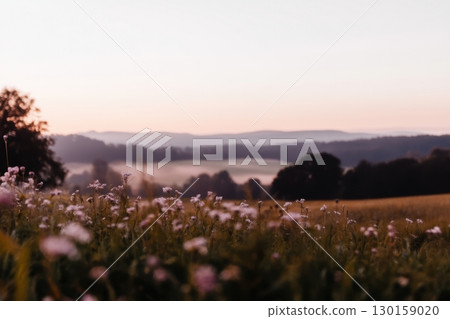Morning light bathes wildflowers in a serene landscape at dawn 130159020