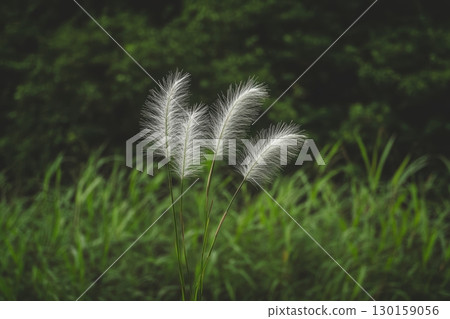 Soft pampas grass swaying gently in a lush green background during a calm afternoon 130159056