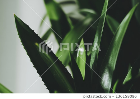 Close up of vibrant green plant leaves showing detailed textures in a well-lit indoor setting Close up of vibrant green plant leaves showing detailed textures in a well-lit indoor setting 130159086